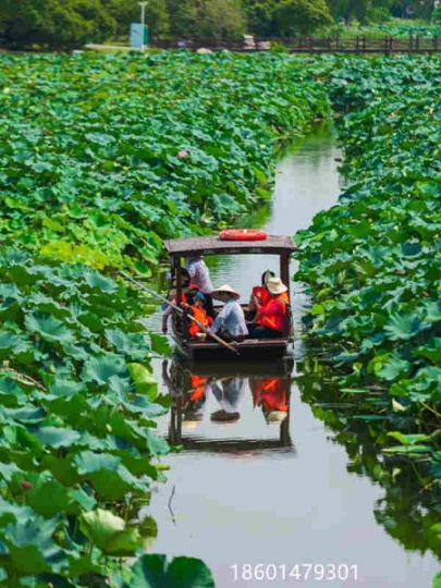 蘇州少兒暑假夏令營(yíng)賞千畝荷花人與自然探索體驗(yàn)營(yíng)活動(dòng)拓展報(bào)名中